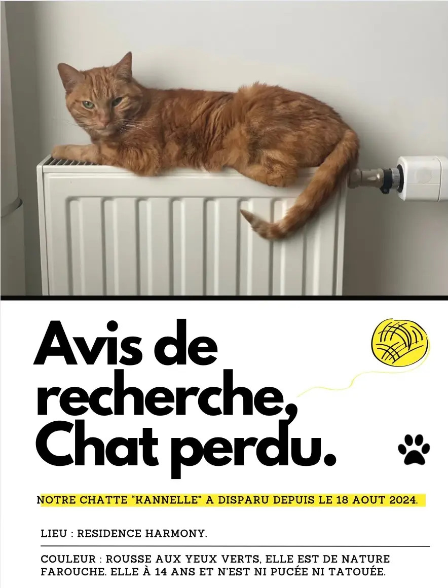 Chatte Perdue 78 Yvelines - Kannelle Chatte Perdue 78 Yvelines - Kannelle