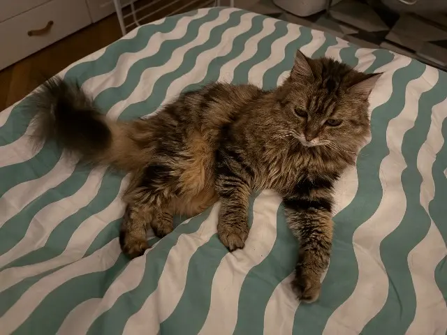 chatte reunited   78000 Versailles Kira