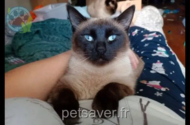 chatte reunited 78290 Croissy-sur-Seine Kyara