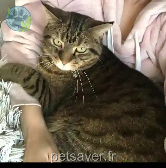 Chatte Trouvée 78 Yvelines - Kïra Chatte Trouvée 78 Yvelines - Kïra