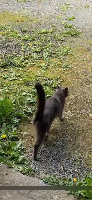 chatte reunited   78000 Versailles Lady