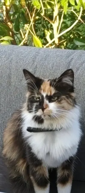 chatte reunited   78520 Limay Leiya