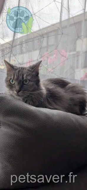 chatte reunited 78500 Sartrouville Lexa