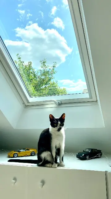 chatte reunited   78480 Verneuil-sur-Seine Lila