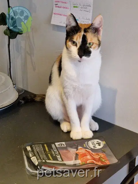 chatte reunited 78140 Vélizy-Villacoublay Litchi