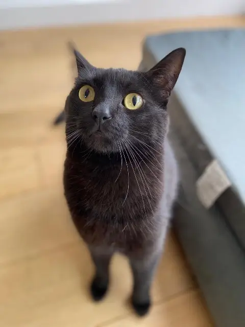 chatte reunited   78150 Le Chesnay-Rocquencourt Lizzy