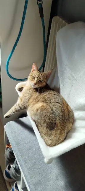 chatte reunited   78000 Versailles Louna