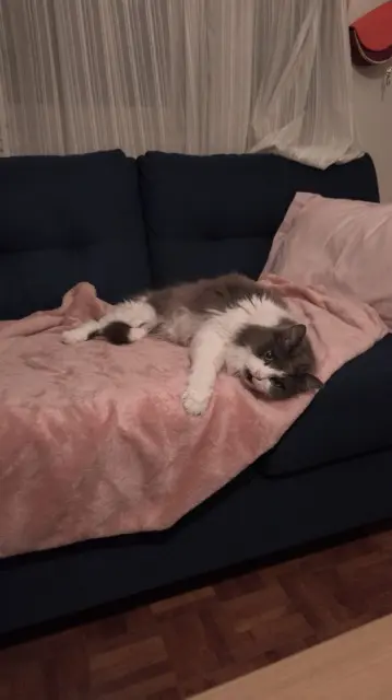 chatte reunited   78200 Mantes-la-Jolie Luna