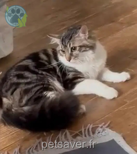 chatte reunited   78200 Mantes-la-Jolie Luna