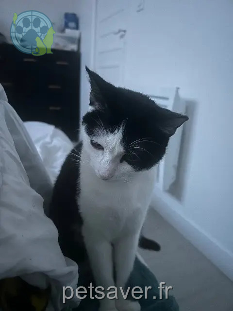 cat reunited   78440 Gargenville Maki
