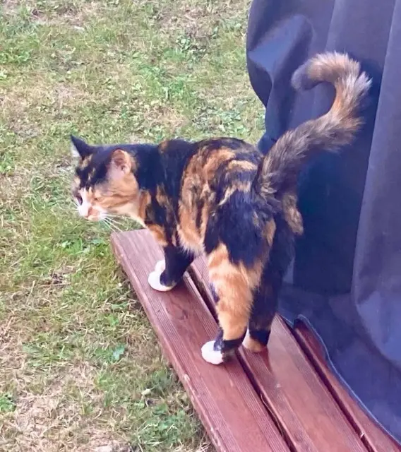 chatte reunited   78960 Voisins-le-Bretonneux Maya