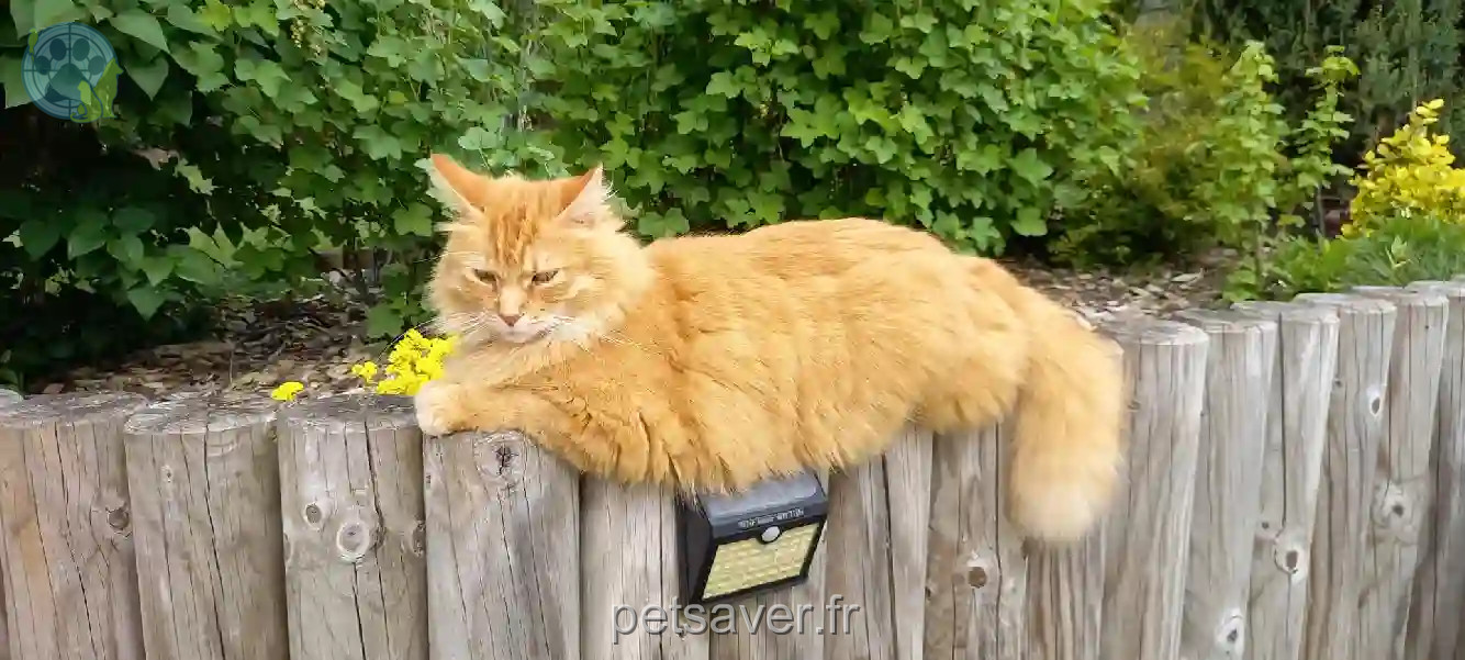 Chatte Perdue 78 Yvelines - Mia Chatte Perdue 78 Yvelines - Mia