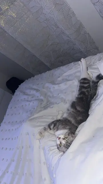 chatte reunited   78250 Meulan-en-Yvelines Mia