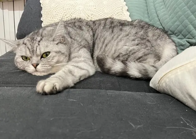 chatte reunited   78110 Le Vésinet Miaouch