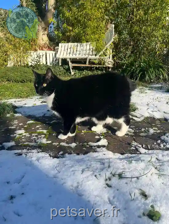 Chatte Trouvée 78 Yvelines - Miou Chatte Trouvée 78 Yvelines - Miou