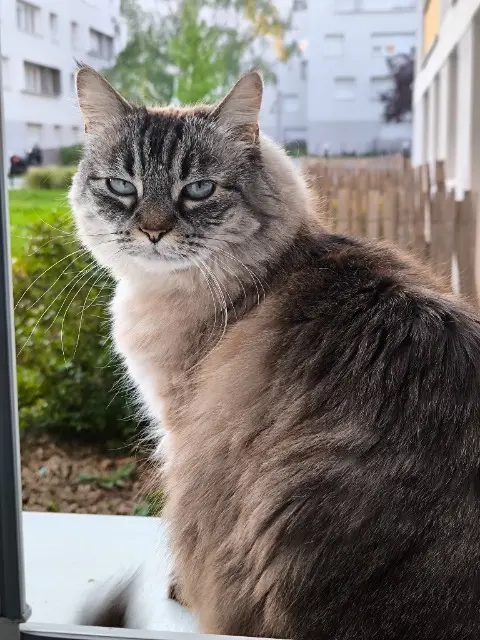 chatte reunited   78955 Carrières-sous-Poissy Moumoune