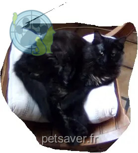 chatte reunited   78980 Bréval Myrtille