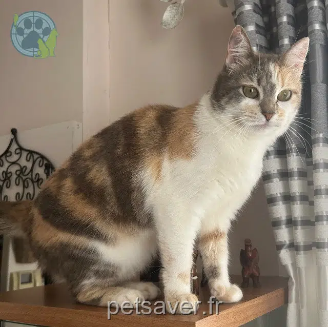 gata reunited   78690 Les Essarts-le-Roi Nala