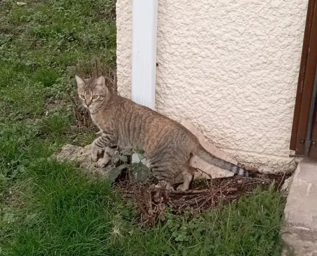 chatte reunited   78280 Guyancourt Nala