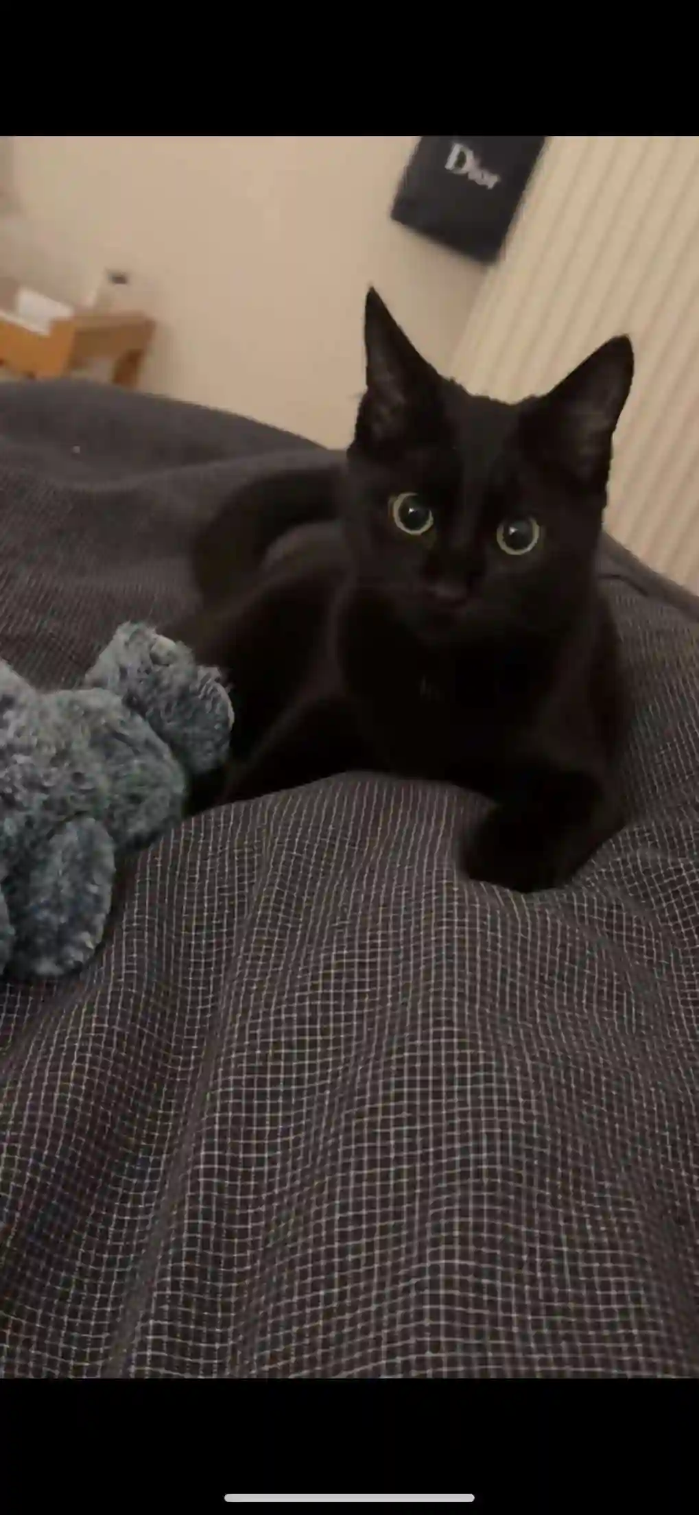 Chatte Trouvée 78 Yvelines - Noussayba Chatte Trouvée 78 Yvelines - Noussayba
