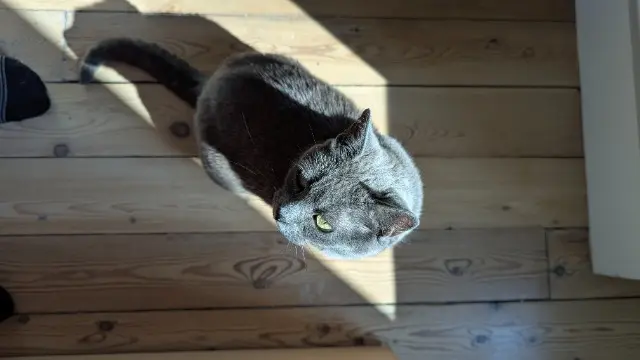 chatte reunited    Saint-Germain-en-Laye Oslo