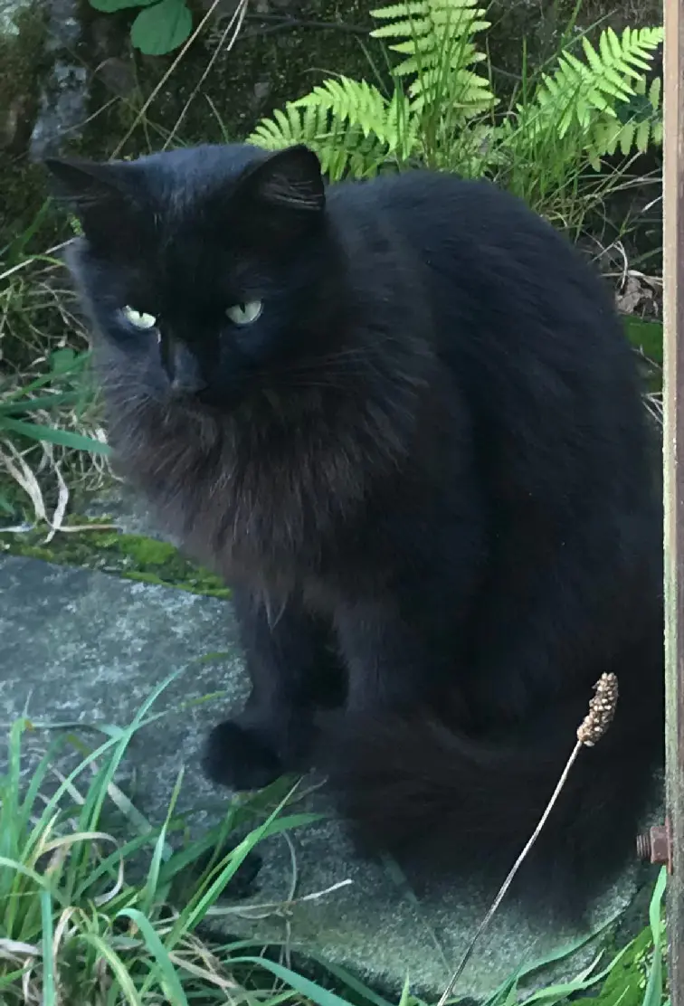 Chatte Perdue 78 Yvelines Chatte Perdue 78 Yvelines
