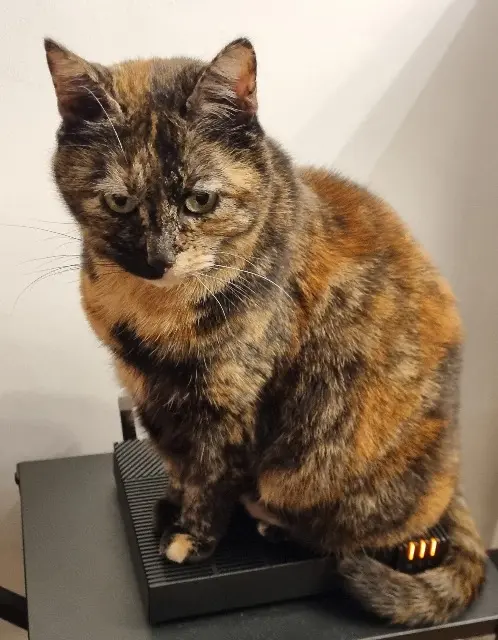 chatte reunited   78000 Versailles PATATE