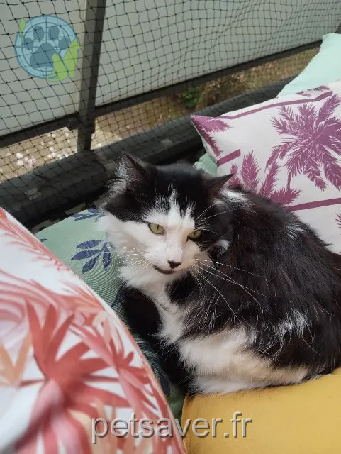 chatte reunited 78380 Bougival Pepita