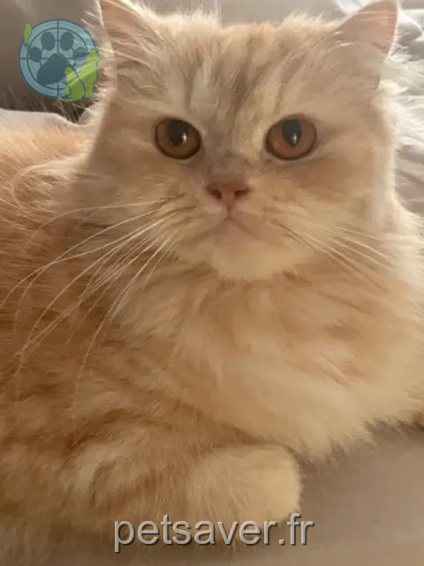 chatte reunited Saint-Germain-en-Laye Perla