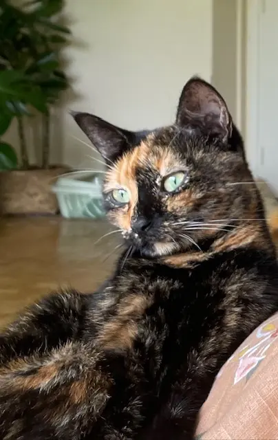 chatte reunited   78510 Triel-sur-Seine Pirohok