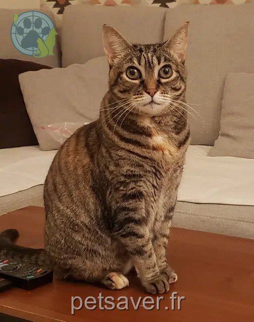 chatte reunited   78370 Plaisir Pixie