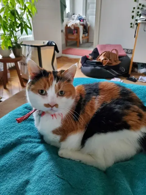 chatte reunited    Saint-Germain-en-Laye Poupette