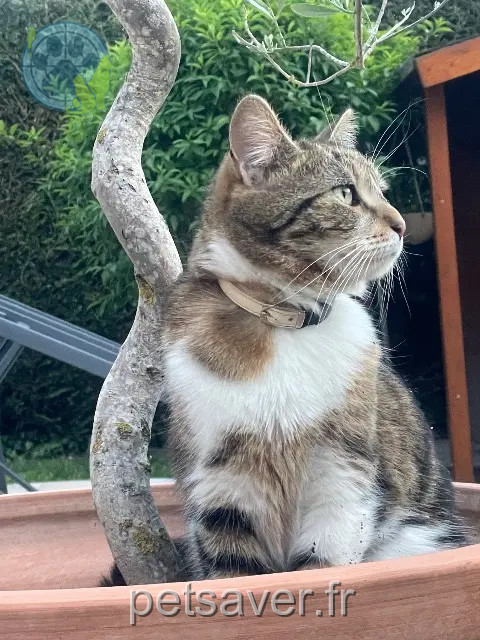 chatte reunited   78340 Les Clayes-sous-Bois Sally