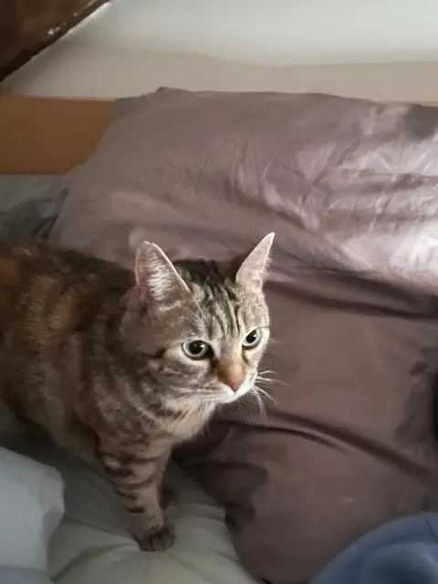 chatte reunited   78120 Clairefontaine-en-Yvelines Satine