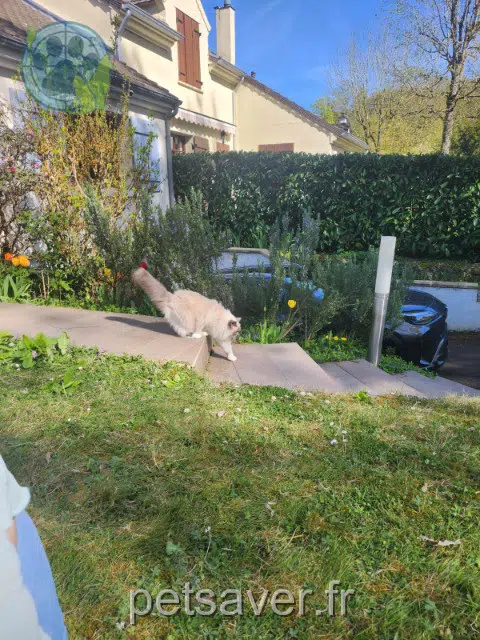 chatte reunited   78530 Buc Savonnette