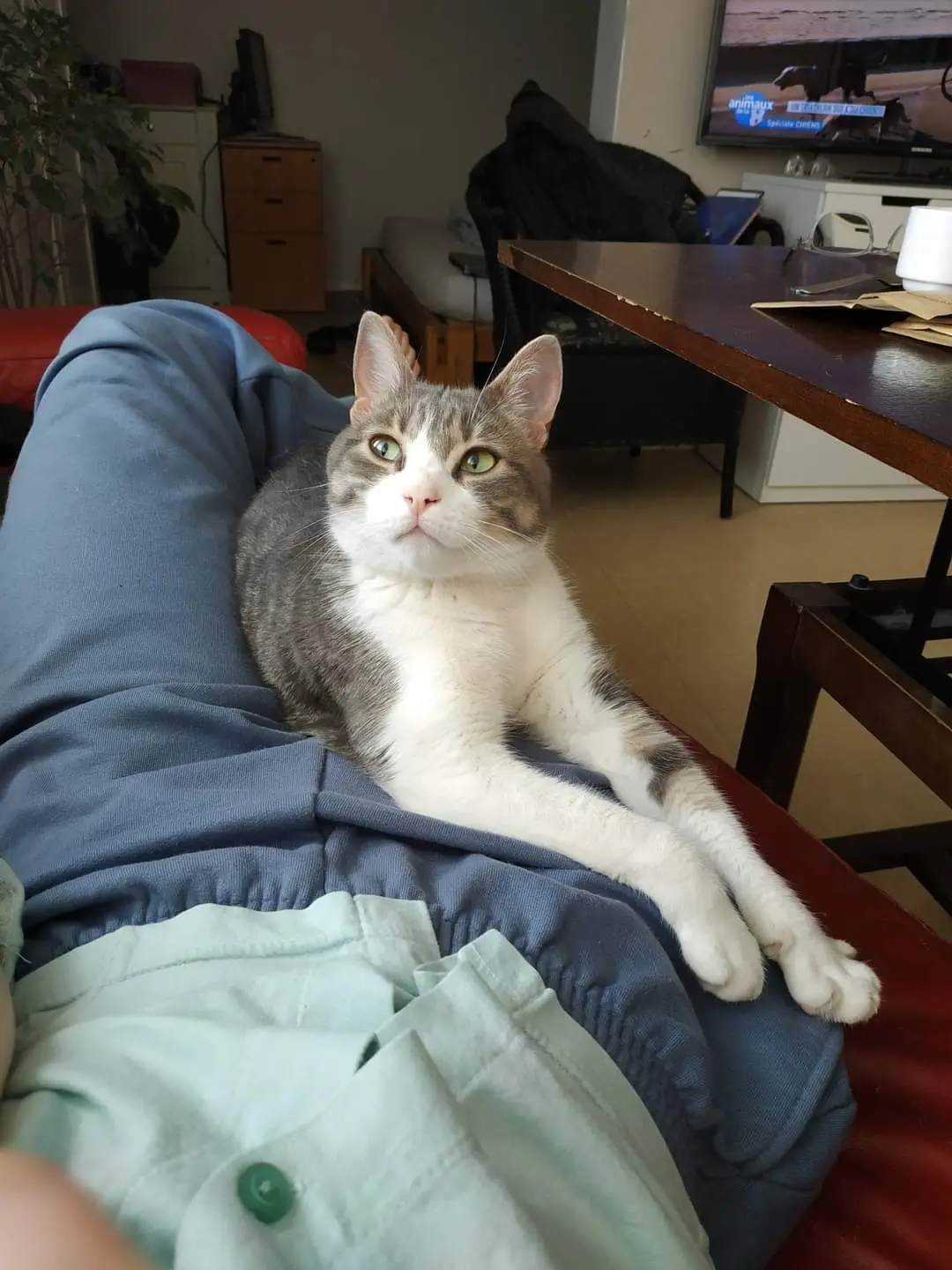Chatte Perdue 78 Yvelines - Selenia Chatte Perdue 78 Yvelines - Selenia