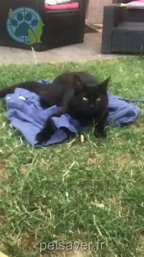 Chatte Trouvée 78 Yvelines - Shadow Chatte Trouvée 78 Yvelines - Shadow