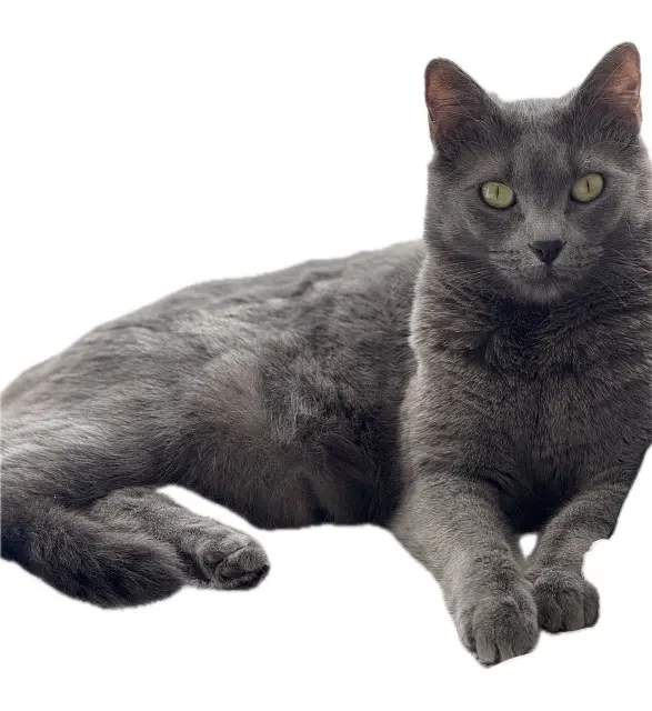 chatte reunited   78370 Plaisir Sinaïa