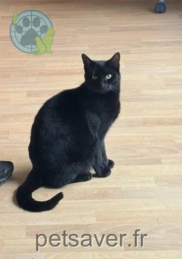 Katze reunited 78180 Montigny-le-Bretonneux Soso