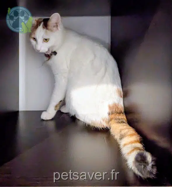 chatte reunited 78240 Chambourcy Sugar