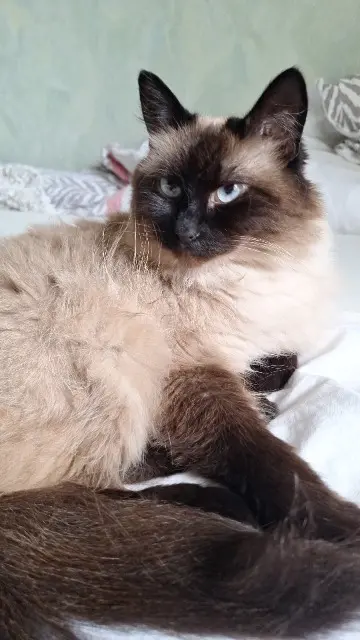 chatte reunited   78460 Chevreuse Syrah