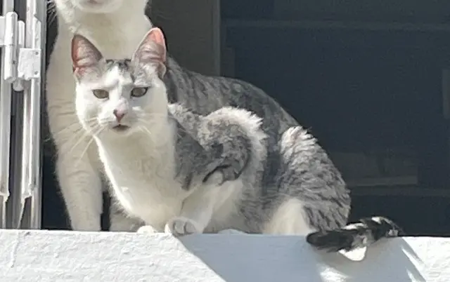 chatte reunited   78170 La Celle-Saint-Cloud Tartine