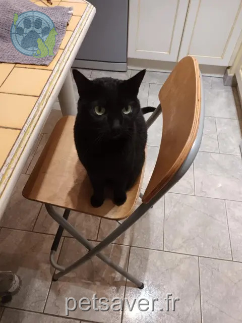 chatte reunited 78280 Guyancourt TIA