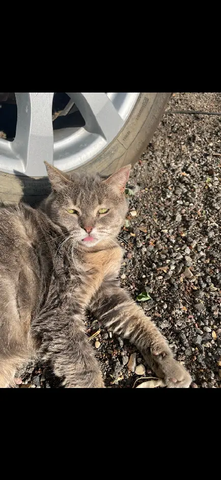 Chatte Perdue 78 Yvelines - Tichat Chatte Perdue 78 Yvelines - Tichat