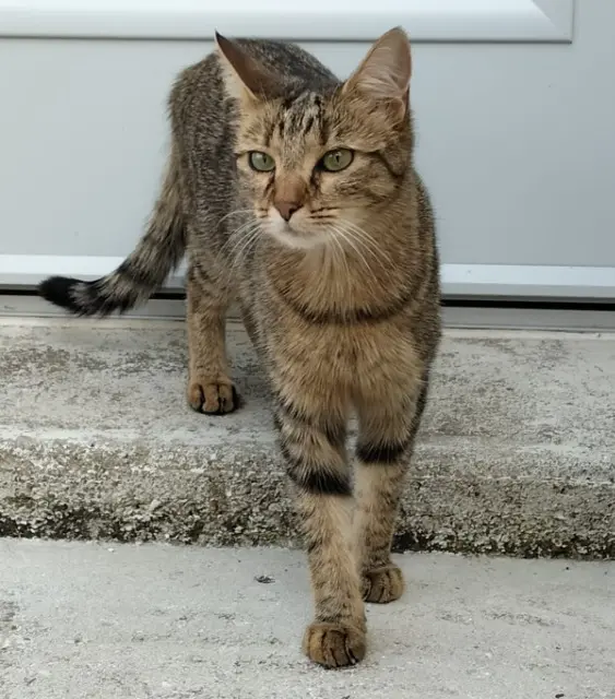 chatte reunited   78460 Chevreuse Tigrou