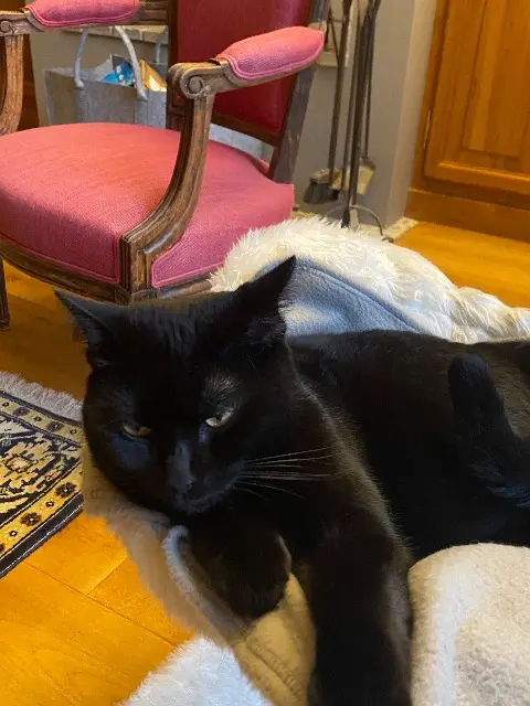 chatte reunited   78150 Le Chesnay-Rocquencourt Truffette