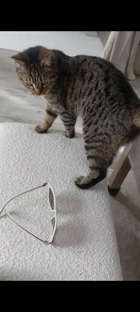 chatte reunited   78630 Orgeval Tsouki