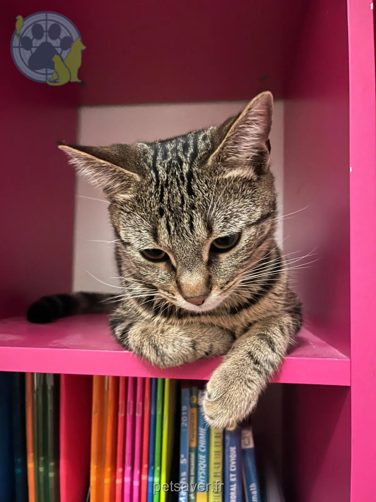 cat reunited Quai du Pecq 78500 Sartrouville Umy cat reunited Quai du Pecq 78500 Sartrouville Umy