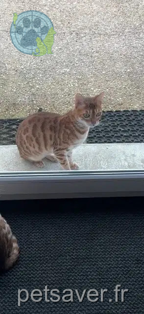 chatte reunited   78980 Saint-Illiers-le-Bois Vaya