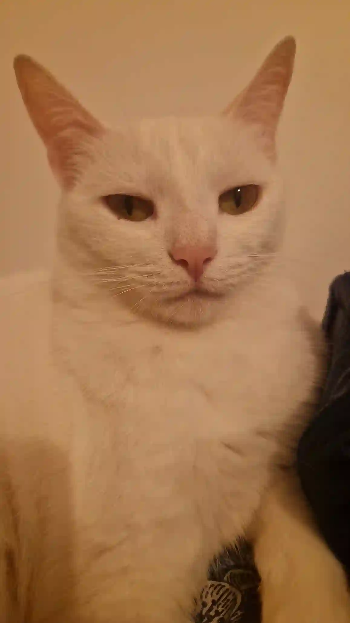 Chatte Perdue 78 Yvelines - Viti Chatte Perdue 78 Yvelines - Viti